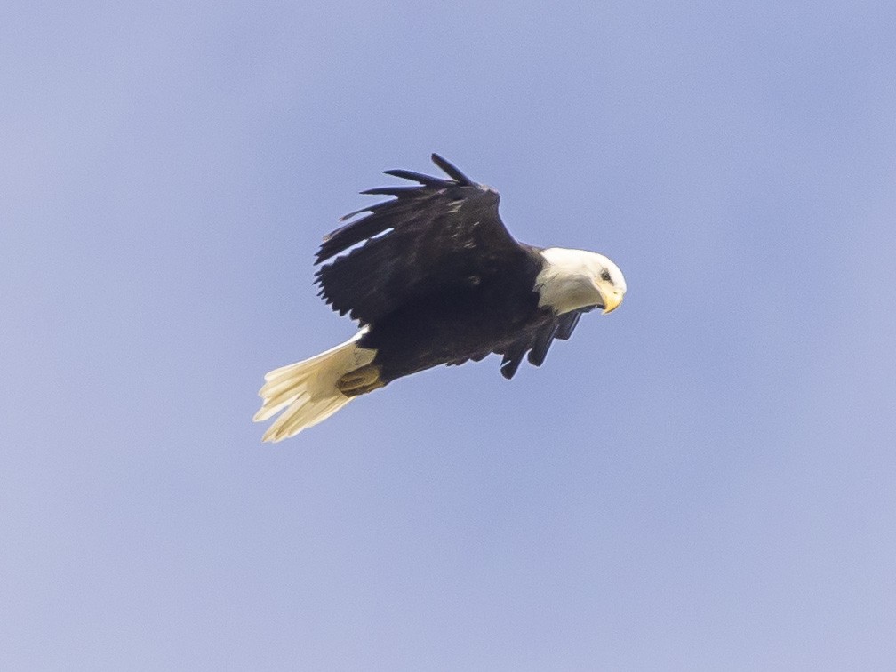 Bald Eagle - ML485102001