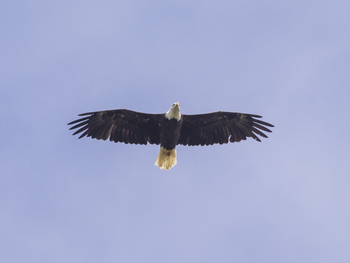 Bald Eagle - ML485102011
