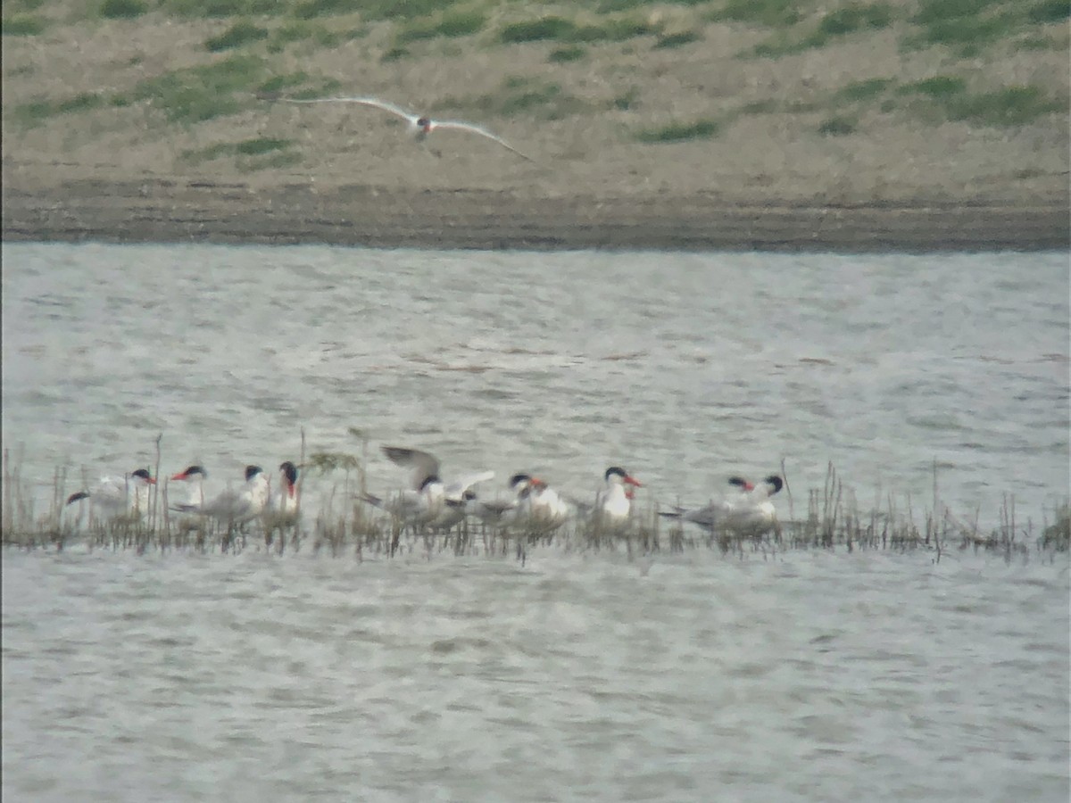 Caspian Tern - ML485102451