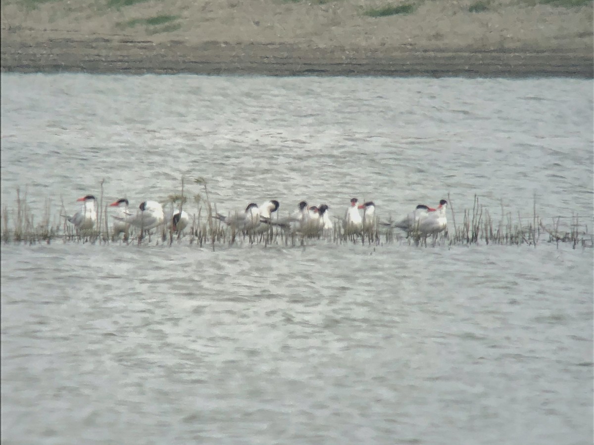 Caspian Tern - ML485102461