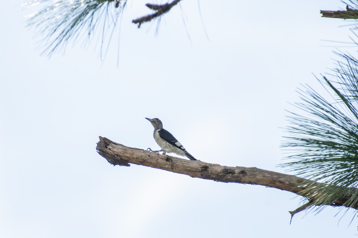 Red-headed Woodpecker - ML485102871