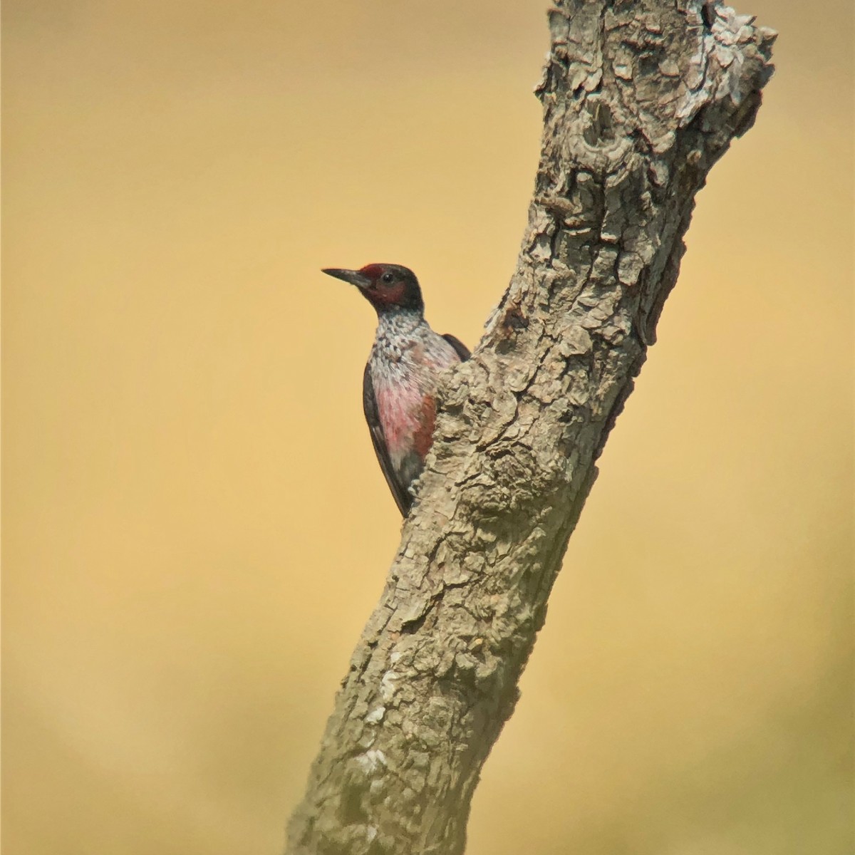 Lewis's Woodpecker - ML485102931