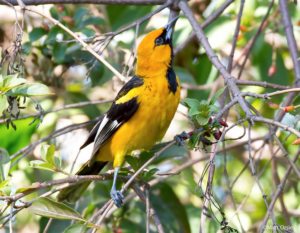 Spot-breasted Oriole - ML48510301