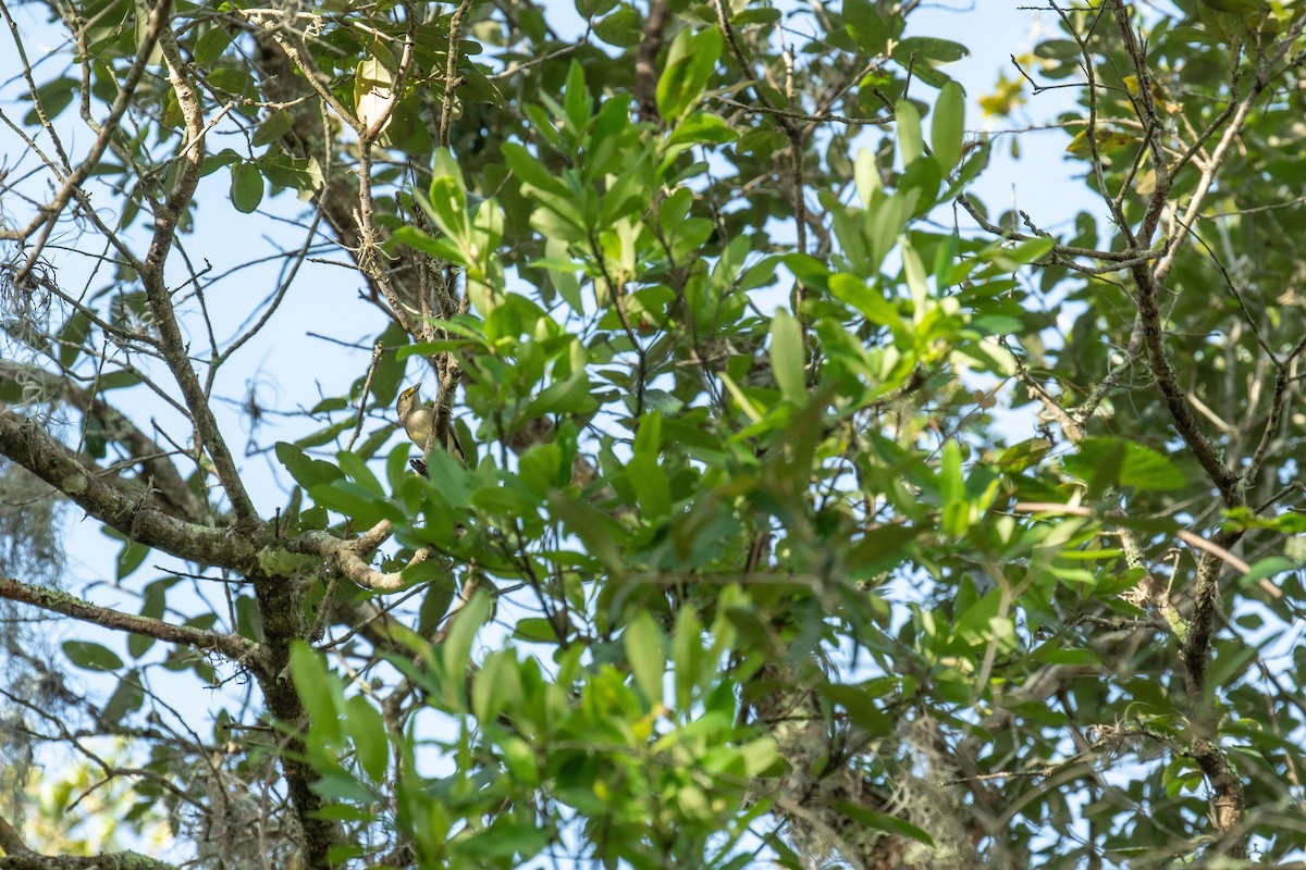 White-eyed Vireo - ML485103251