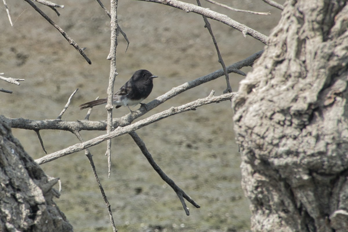 Black Phoebe - ML485103261