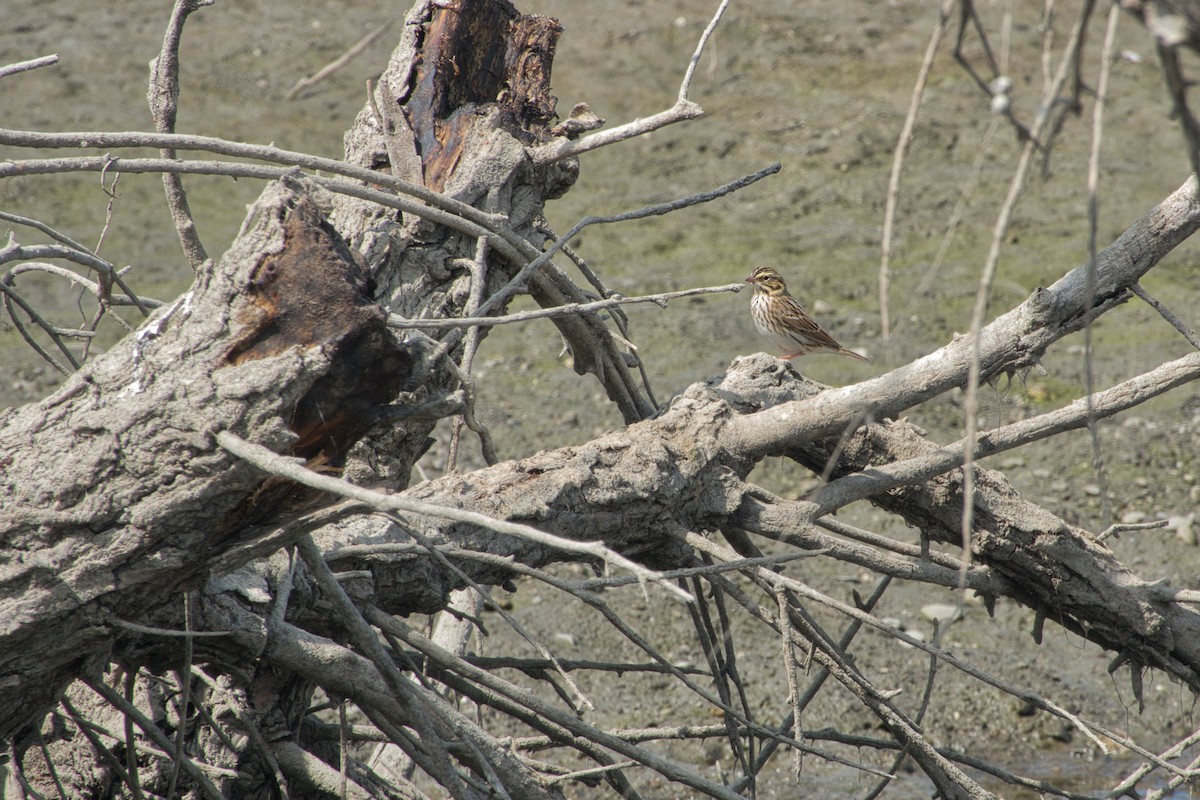 Savannah Sparrow - ML485103551