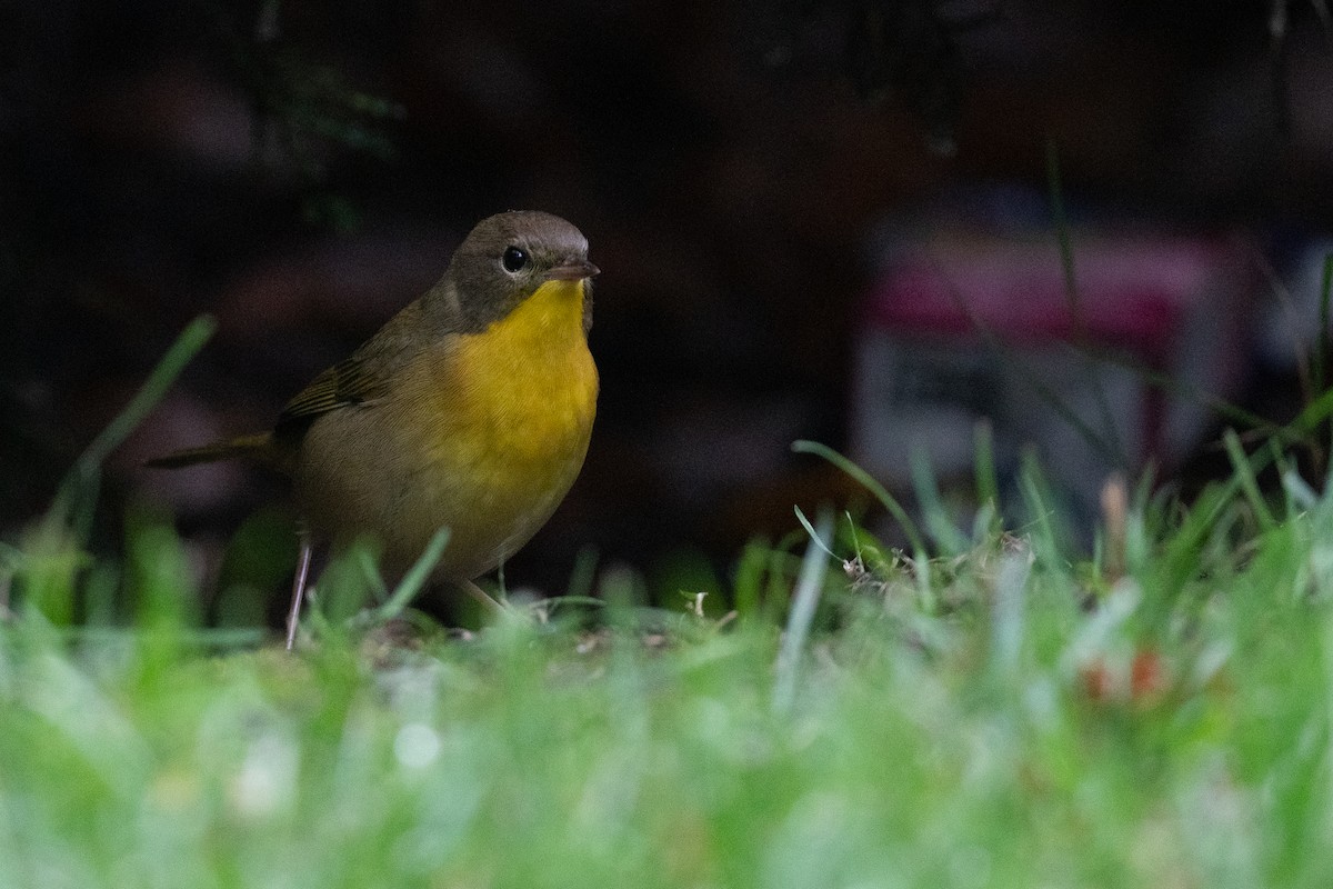 Common Yellowthroat - ML485103571