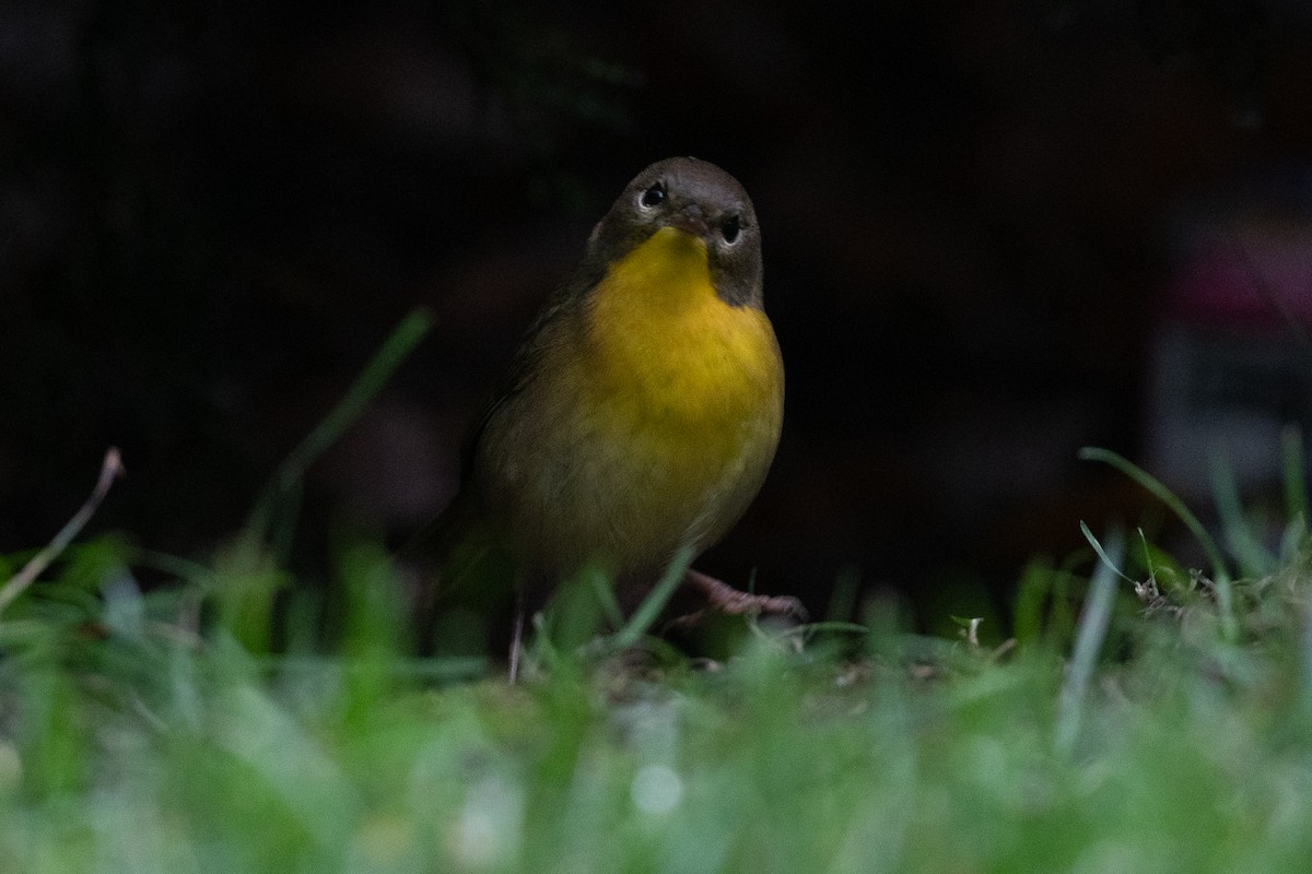 Common Yellowthroat - Ben  Lucking