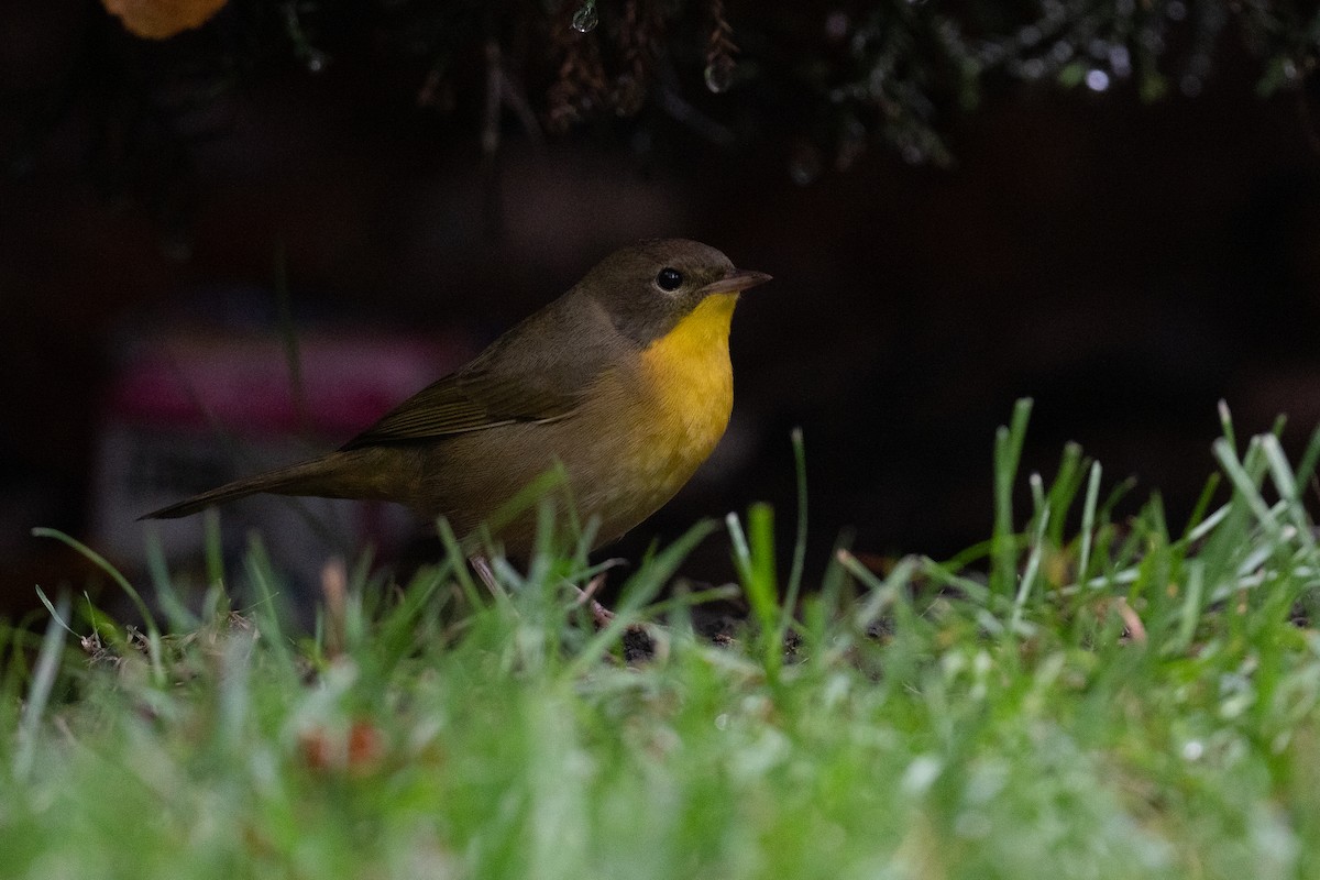 Common Yellowthroat - Ben  Lucking