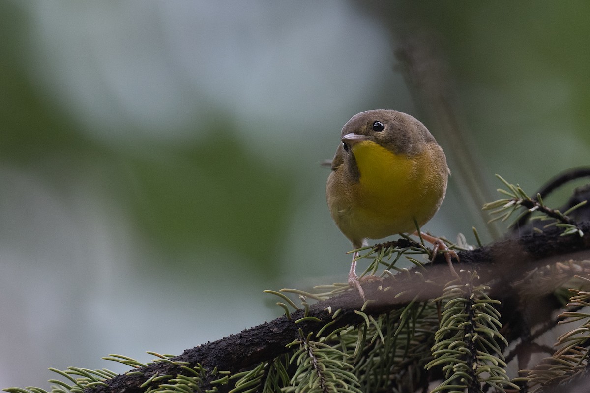 Common Yellowthroat - Ben  Lucking