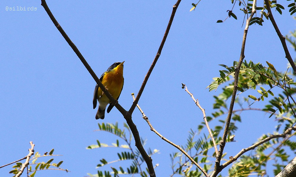 Tropical Parula - ML485104461