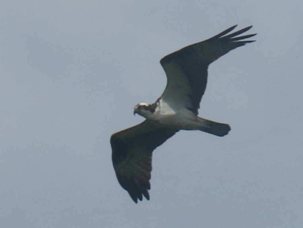 Osprey - Joel Strafelda