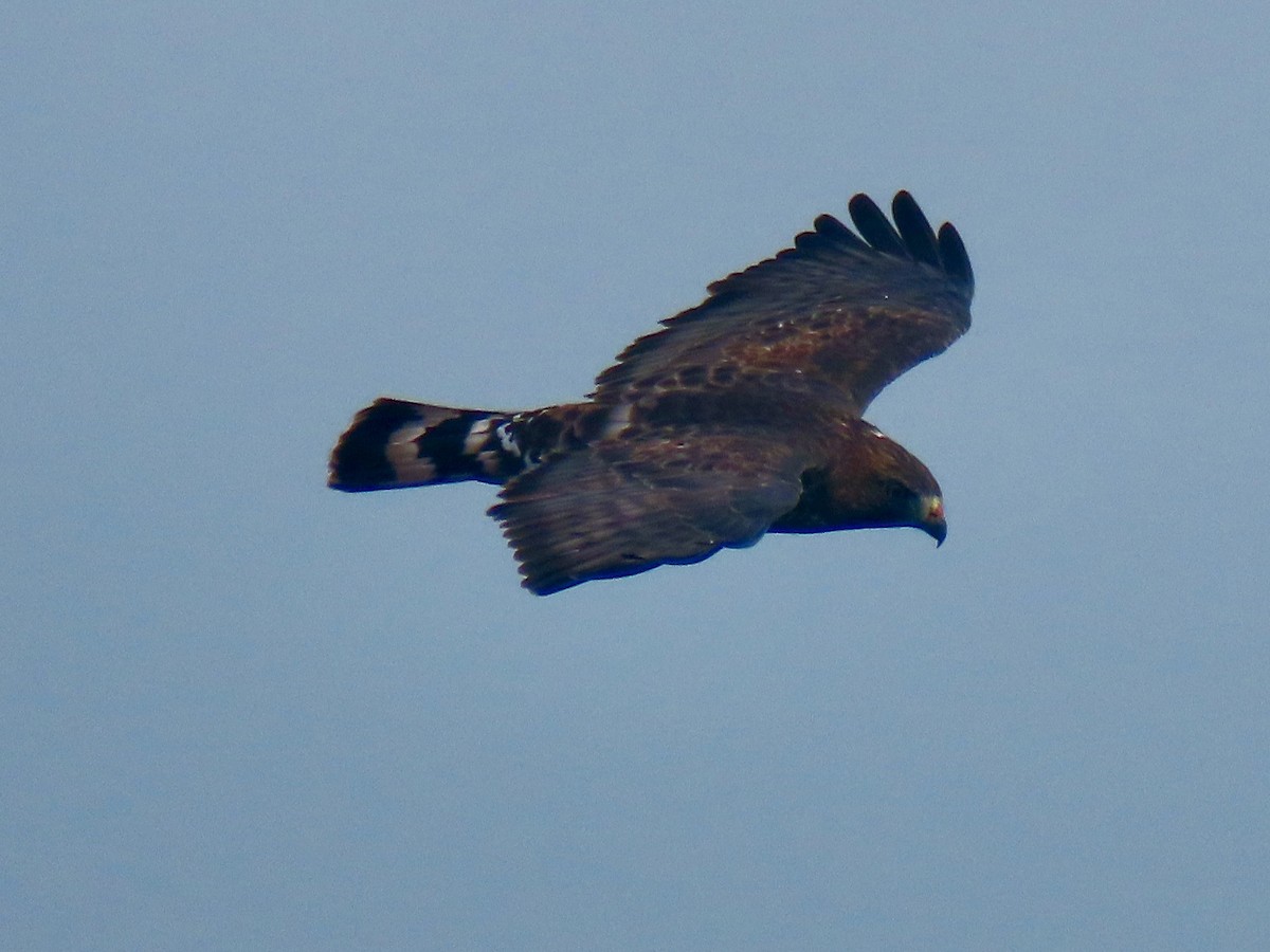 Broad-winged Hawk - ML485104821