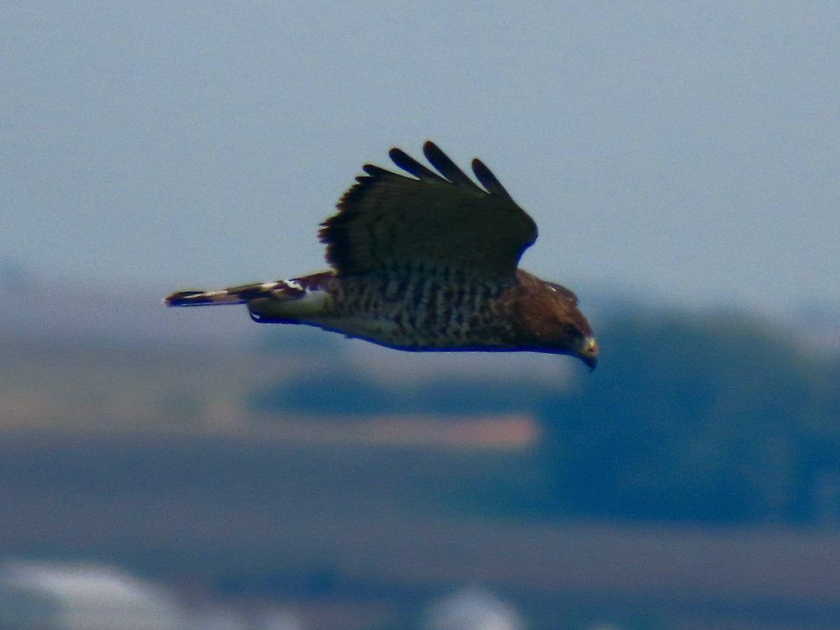 Broad-winged Hawk - ML485104841