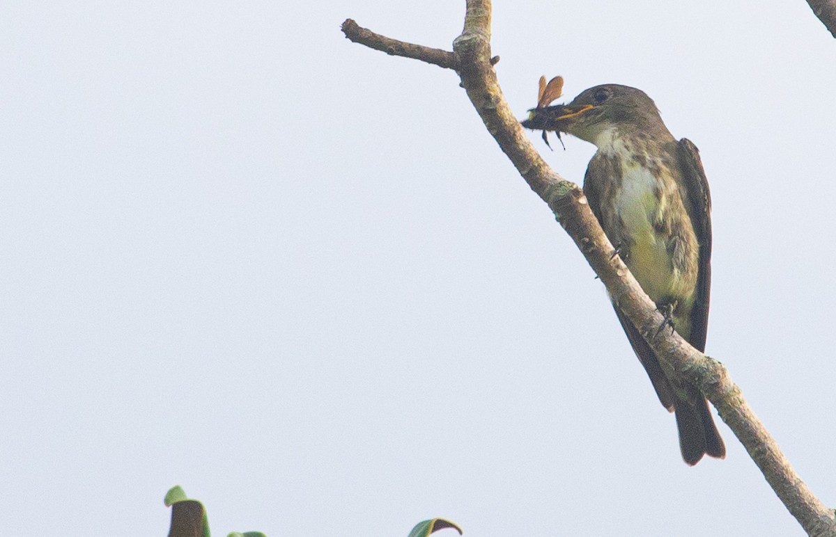 Olive-sided Flycatcher - ML485105681