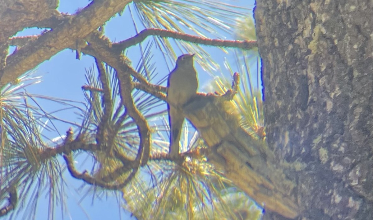 Townsend's Solitaire - ML485105891