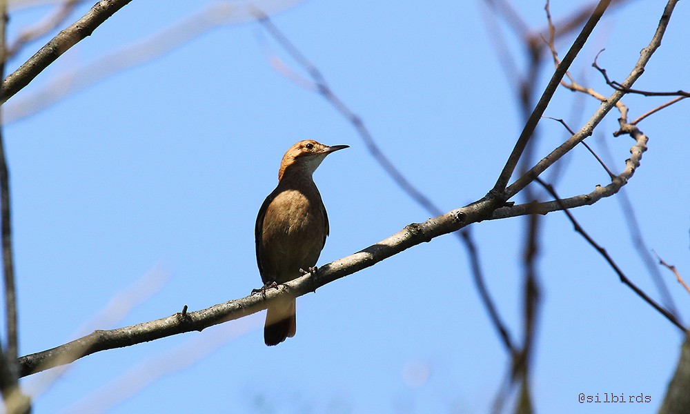 Rufous Hornero - ML485106731