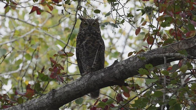 Great Horned Owl - ML485107801