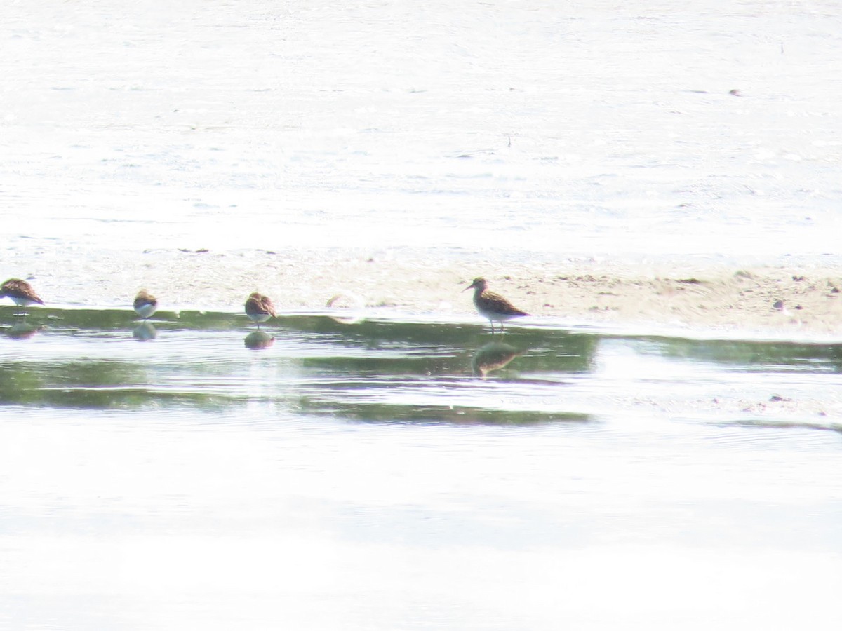 Pectoral Sandpiper - ML485108481