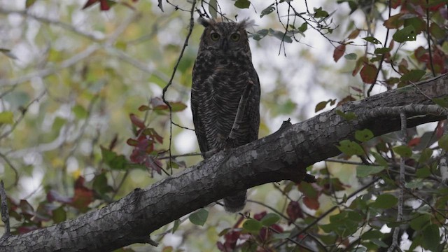 Great Horned Owl - ML485108891