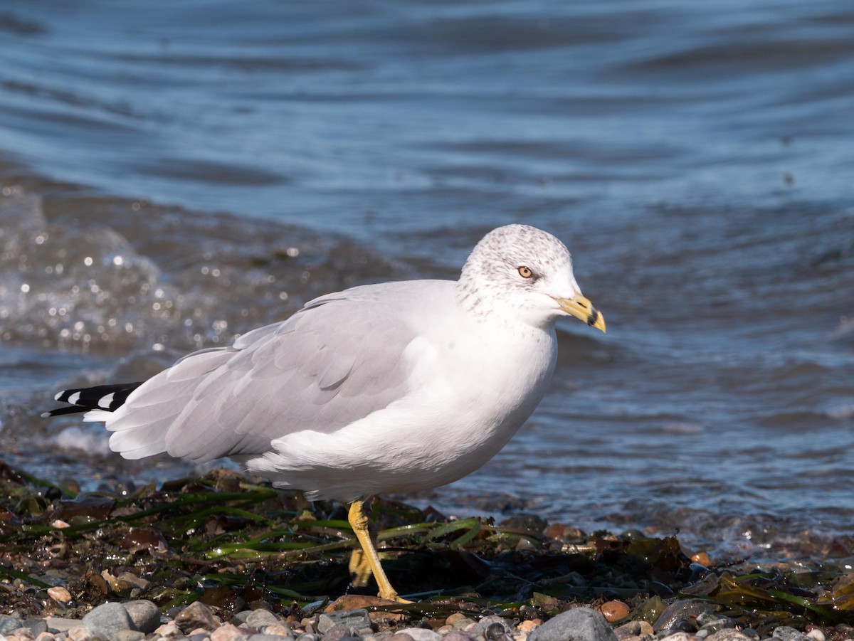 Ring-billed Gull - Livia .