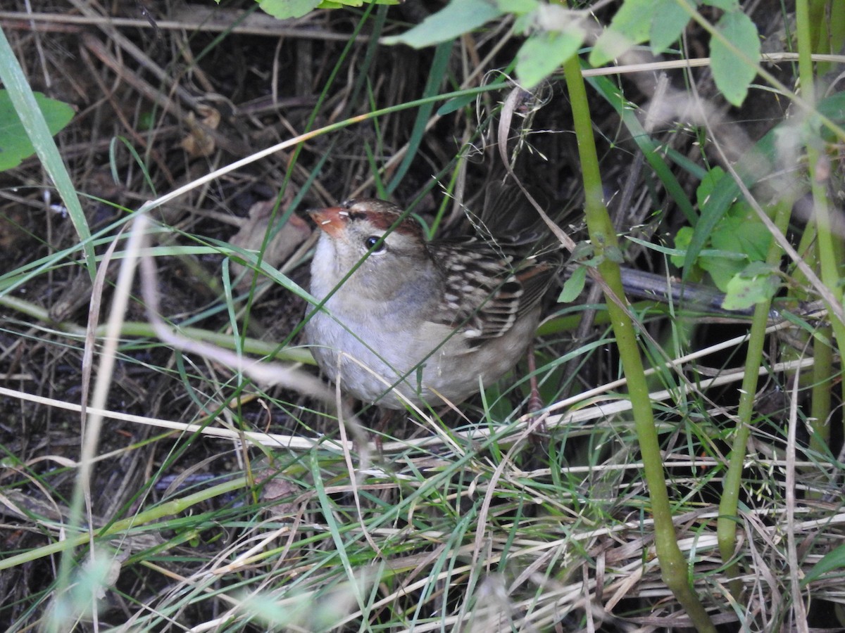White-crowned Sparrow - ML485109221