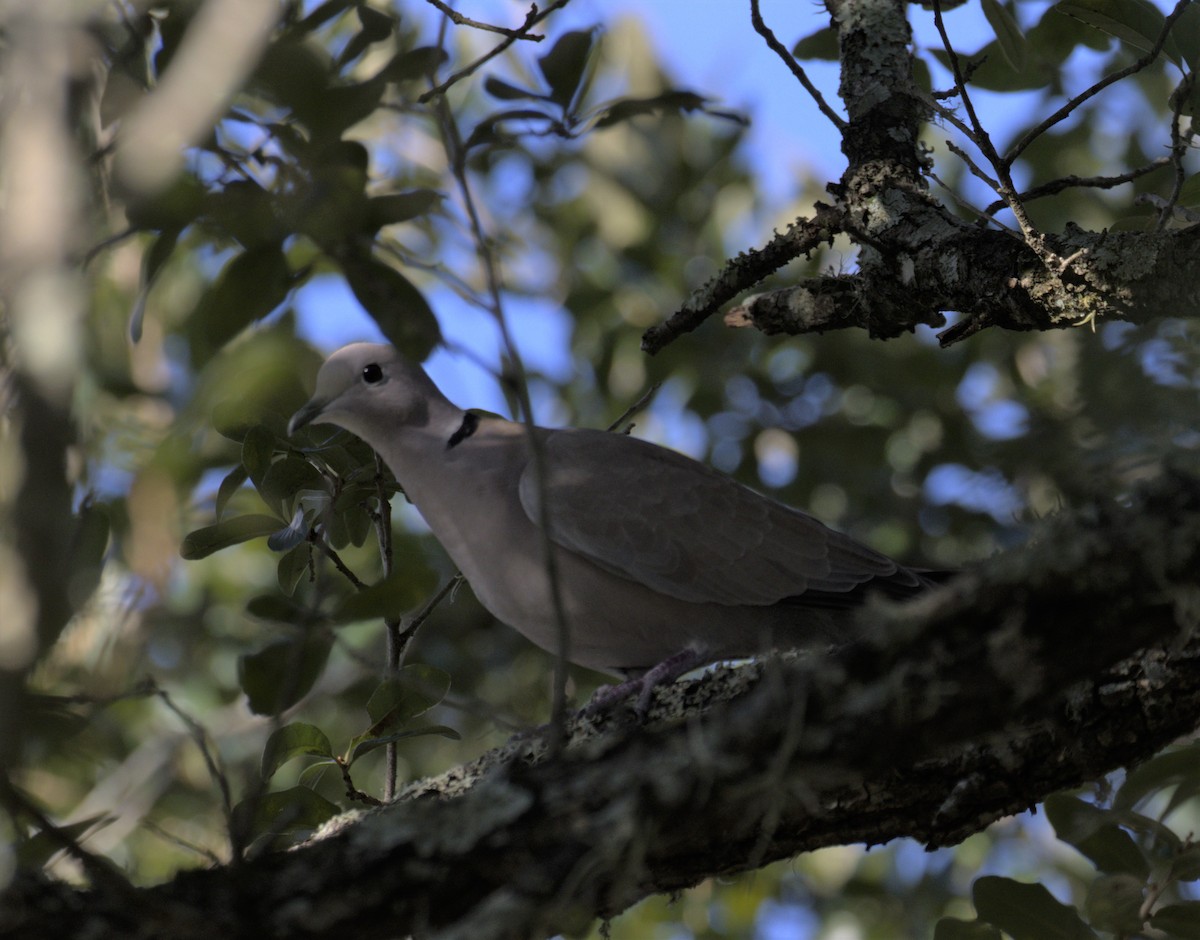 Eurasian Collared-Dove - Juli deGrummond