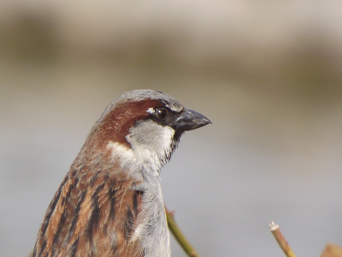 House Sparrow - ML48510971