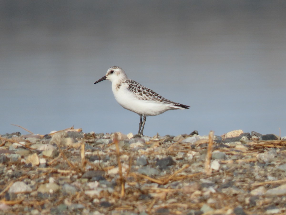 Bécasseau sanderling - ML485111141