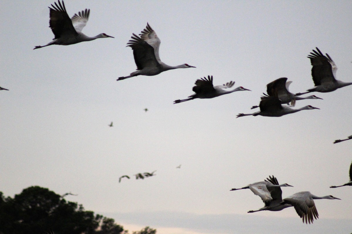 Sandhill Crane - ML48511141