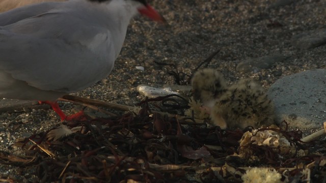 Common Tern - ML485112