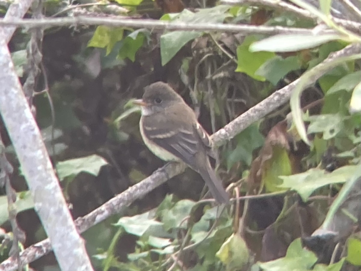 Willow Flycatcher - ML485112511