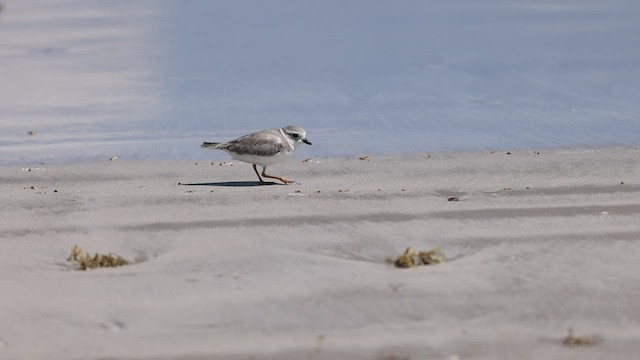 Piping Plover - ML485112561