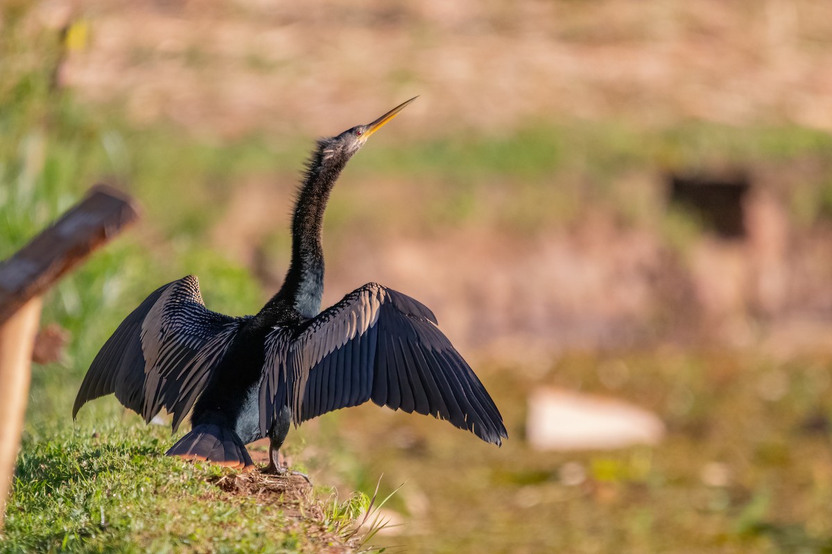 Anhinga d'Amérique - ML485113461