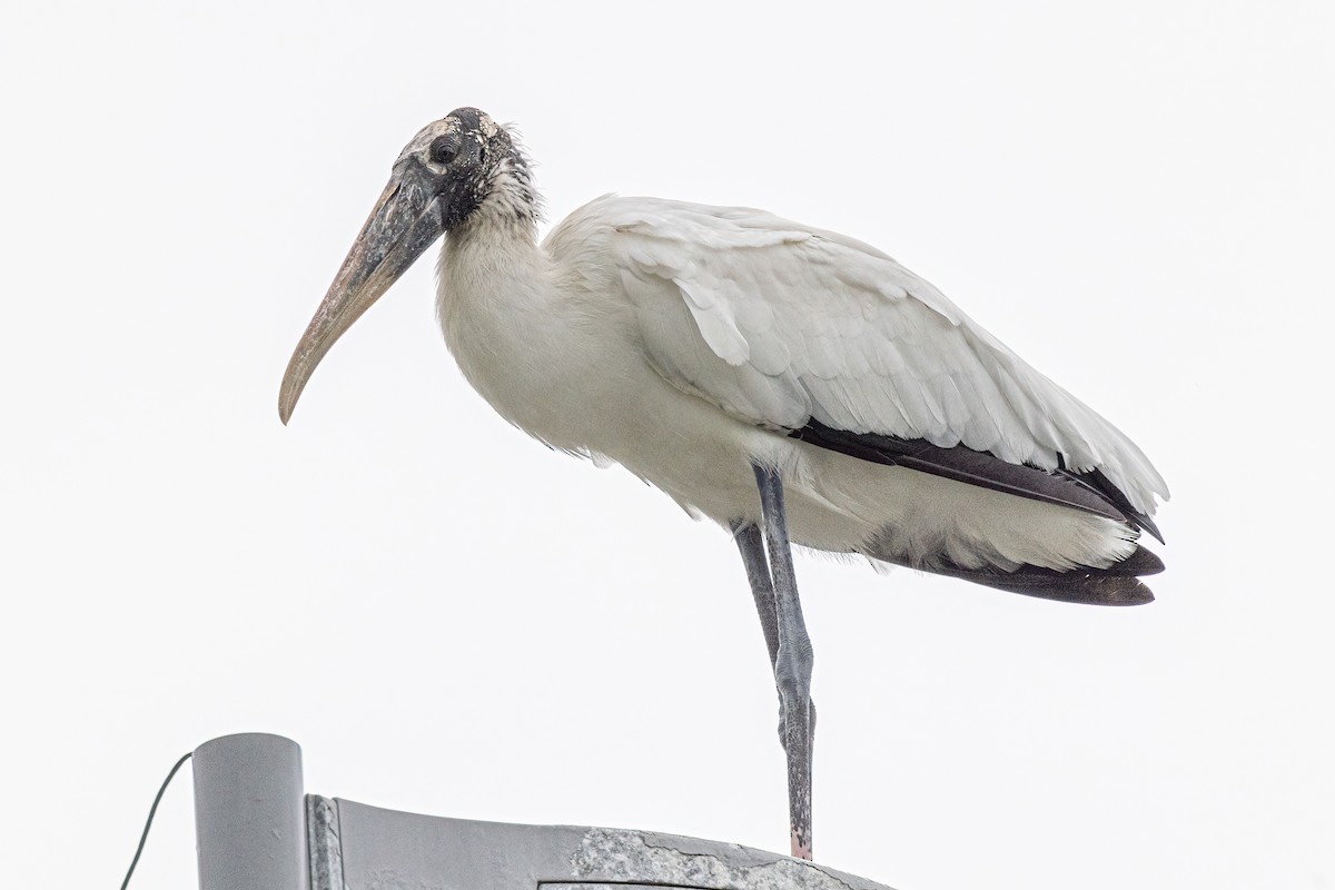 Wood Stork - ML485114721