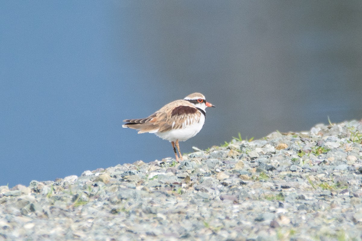 Black-fronted Dotterel - ML485115571