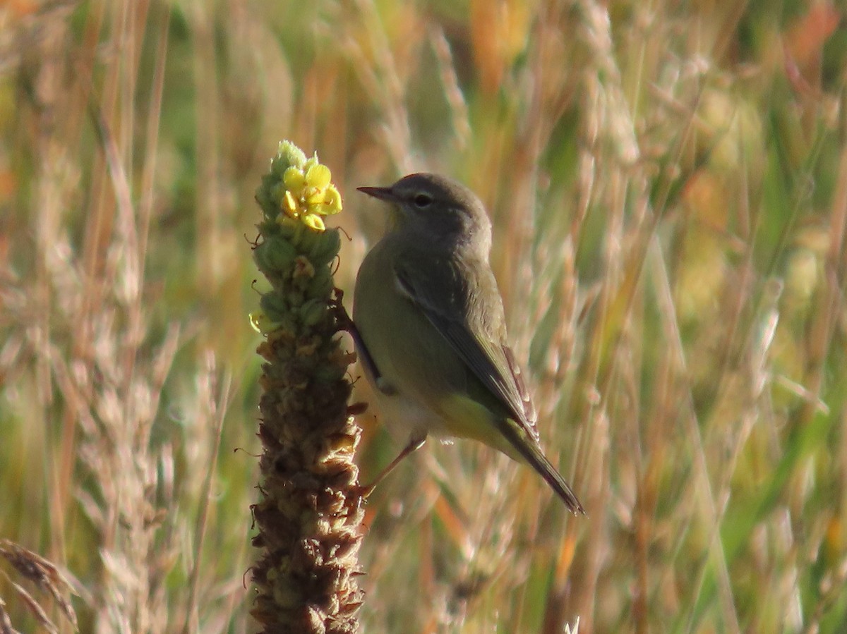 Orange-crowned Warbler - ML485116311