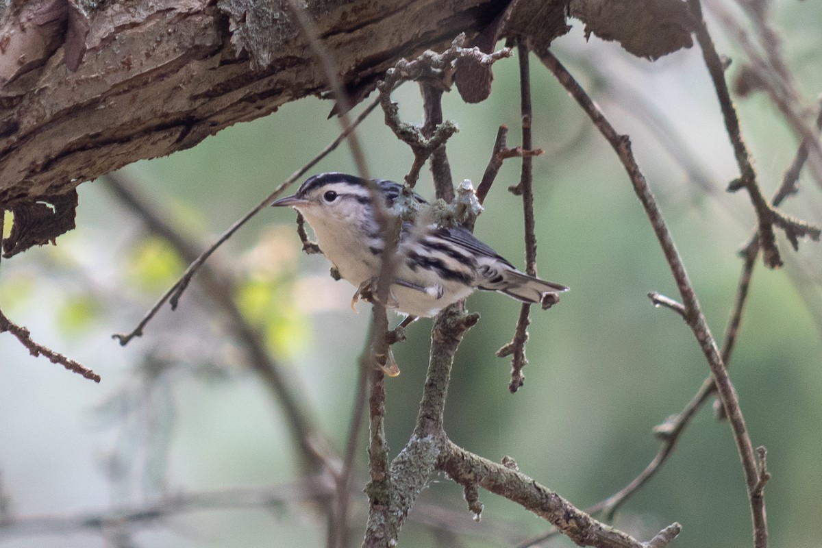 Black-and-white Warbler - ML485117331
