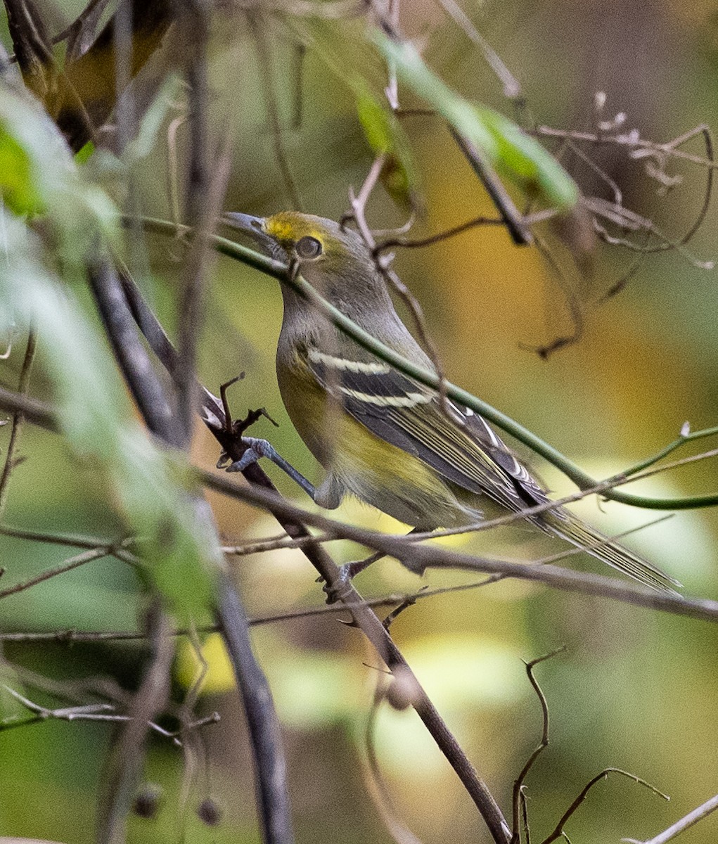 White-eyed Vireo - ML485117881