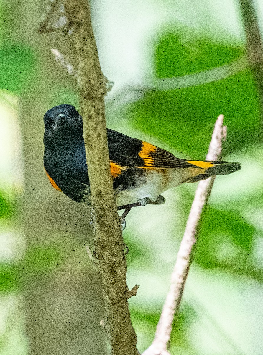 American Redstart - ML485117981