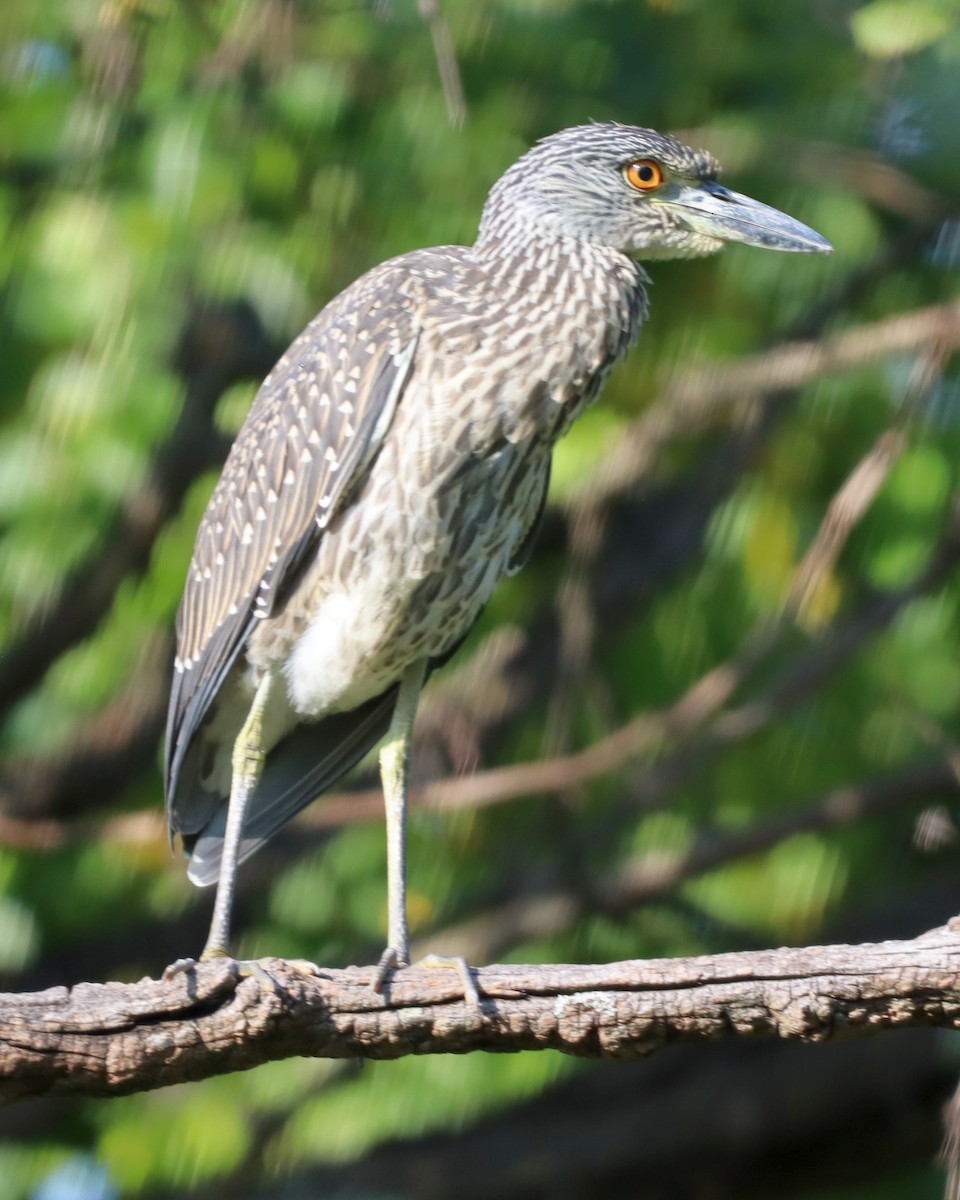 Yellow-crowned Night Heron - ML485118421