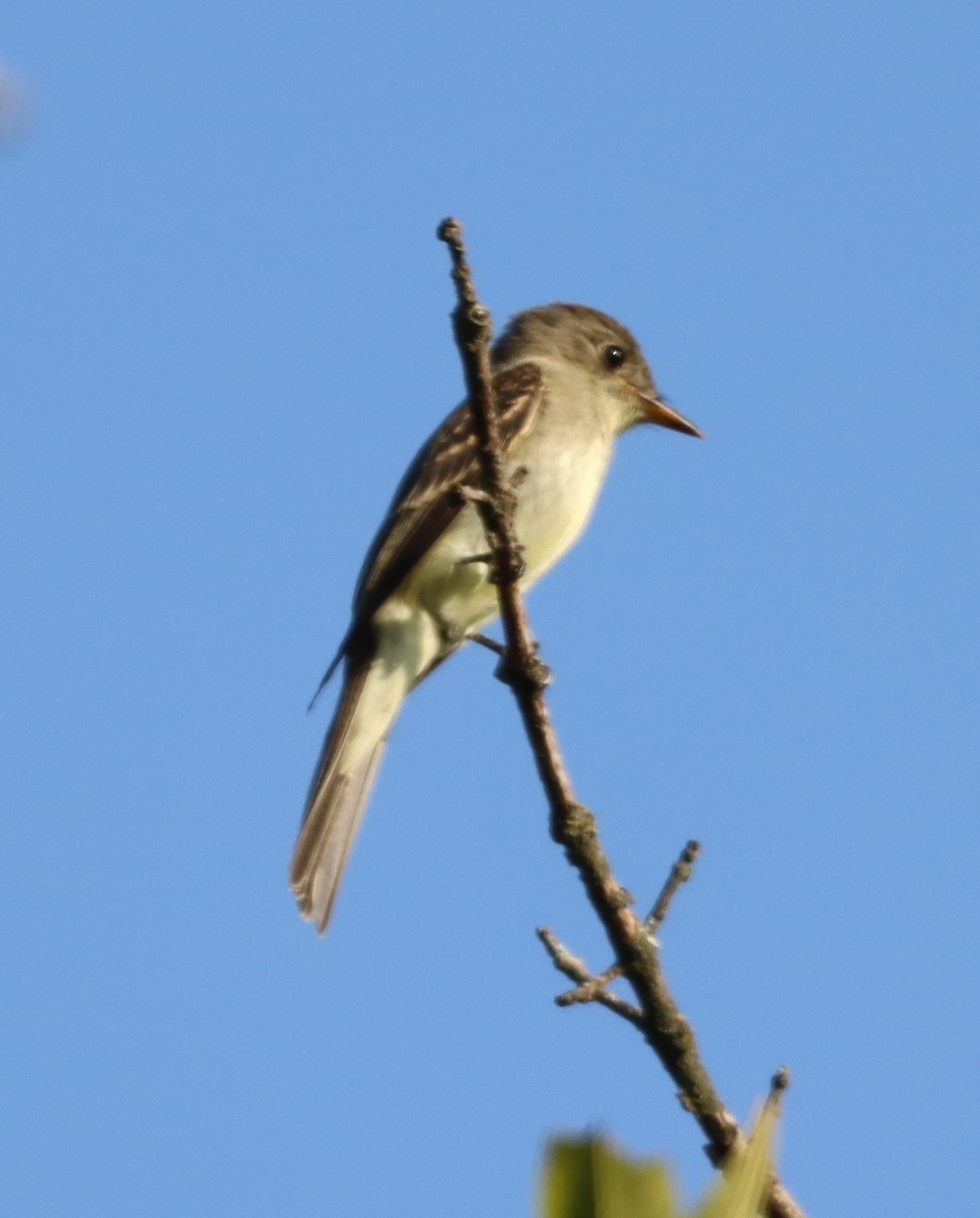 new world flycatcher sp. - S D