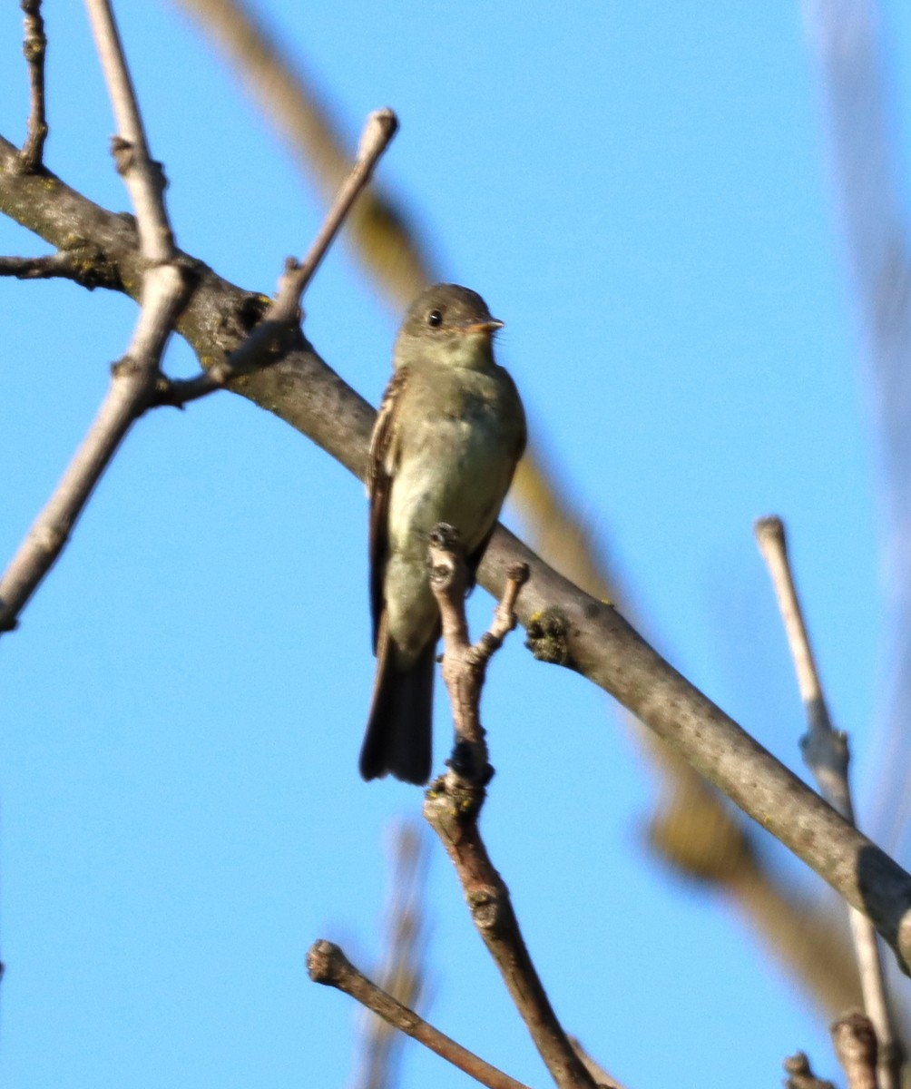 new world flycatcher sp. - ML485118451