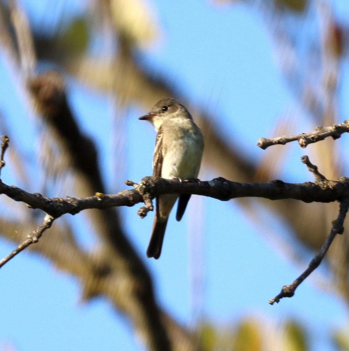 new world flycatcher sp. - ML485118461