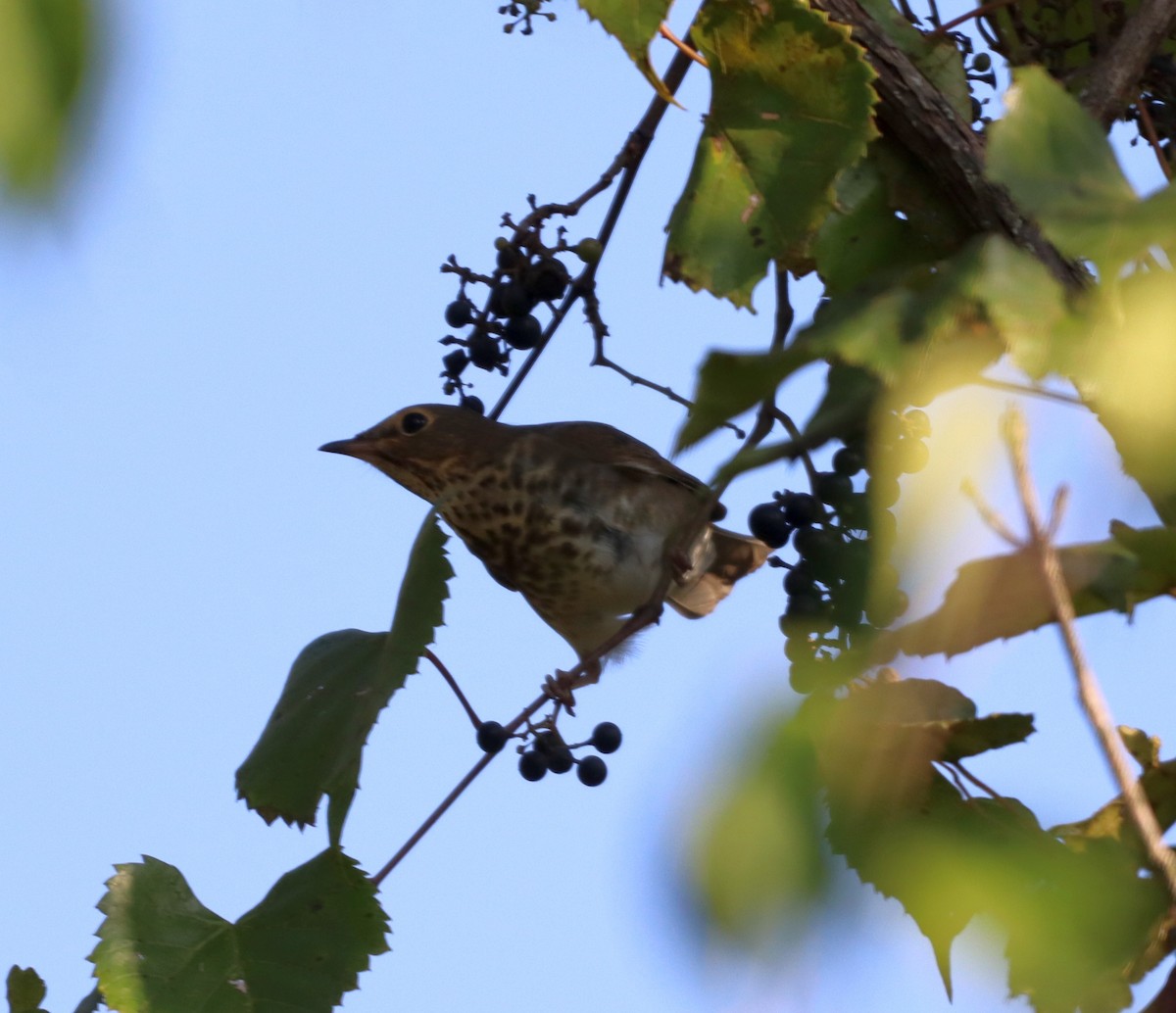 Swainson's Thrush - ML485118541