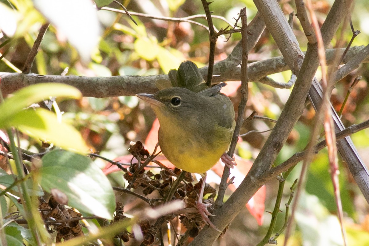 Mourning Warbler - ML485118651