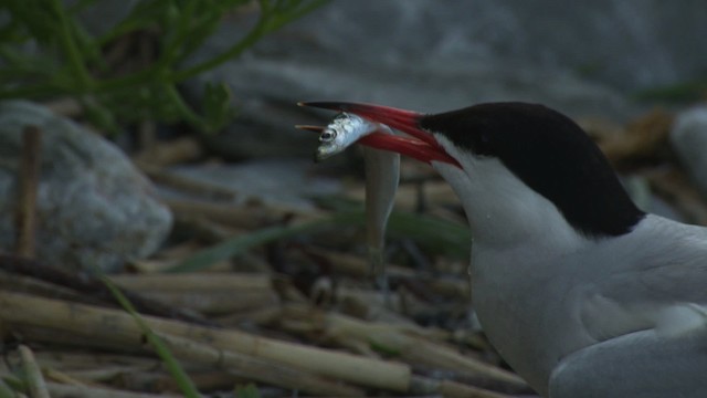 Common Tern - ML485119