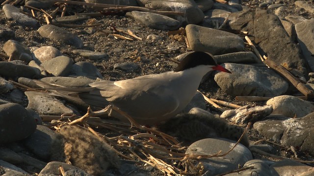 Common Tern - ML485120