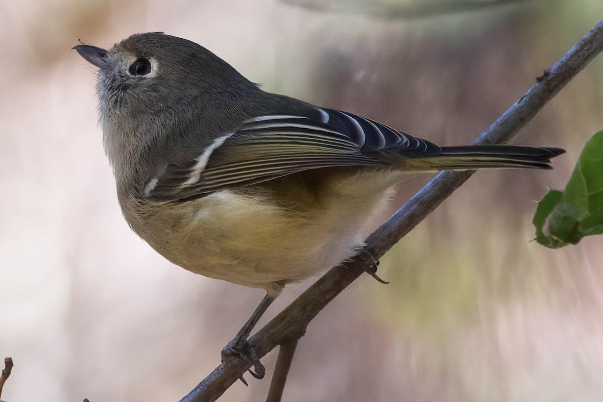 Hutton's Vireo - ML485122601