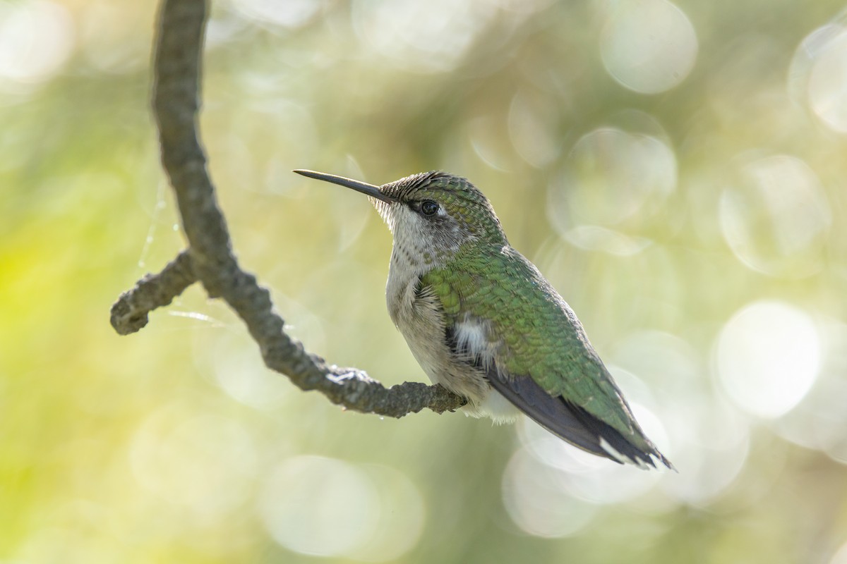 Ruby-throated Hummingbird - Jesse Kolar